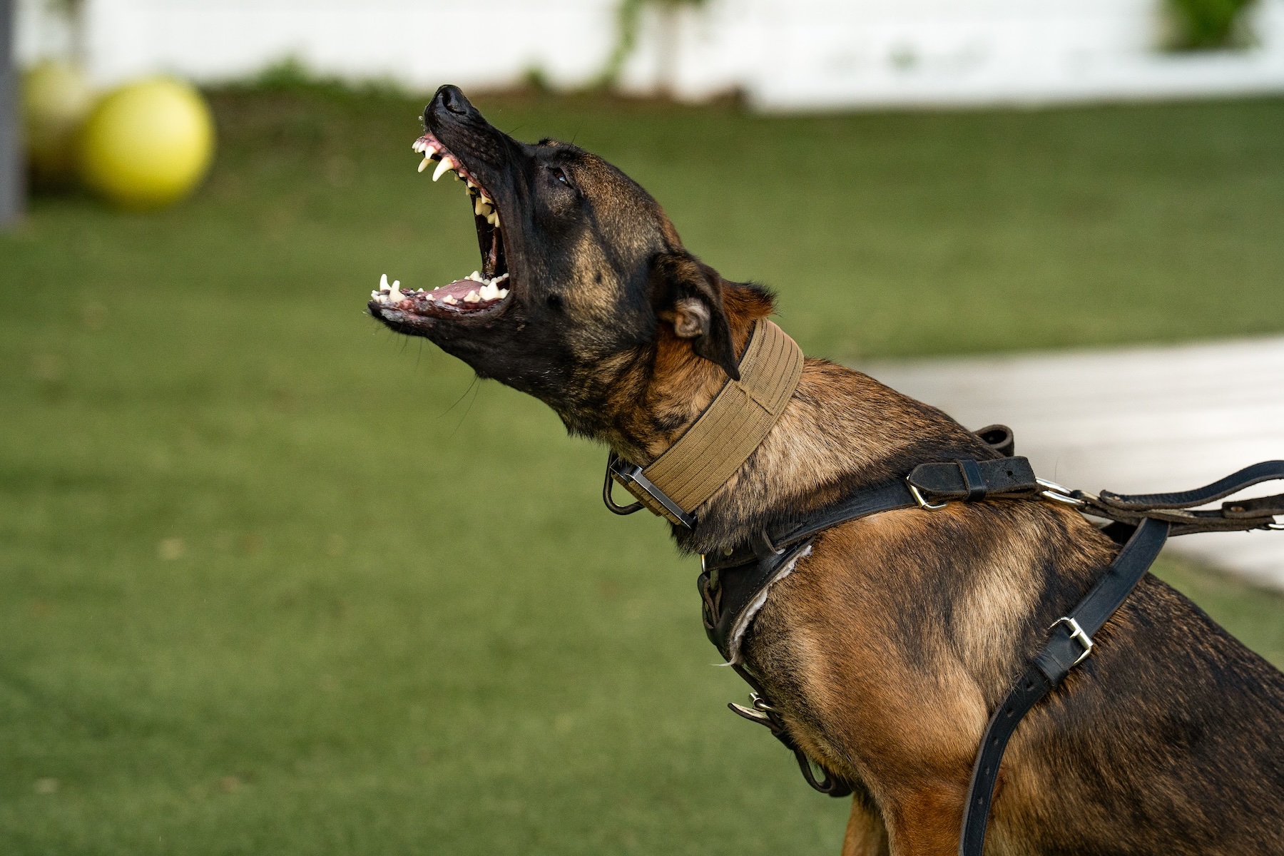 Belgian Malinois practicing controlled protection work during professional dog training.