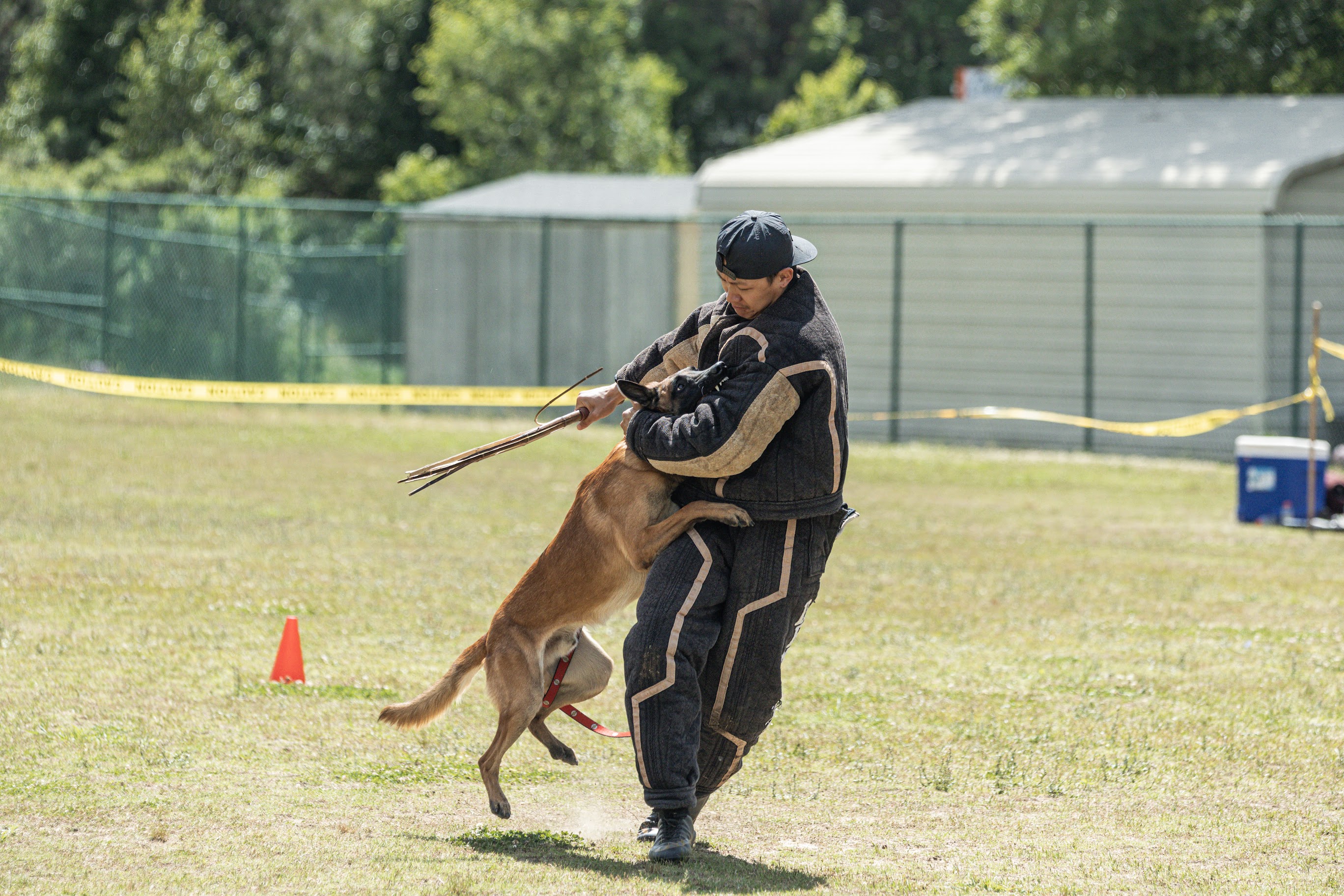 Belgian Malinois performing PSA bitework with a decoy in a protective suit during training.