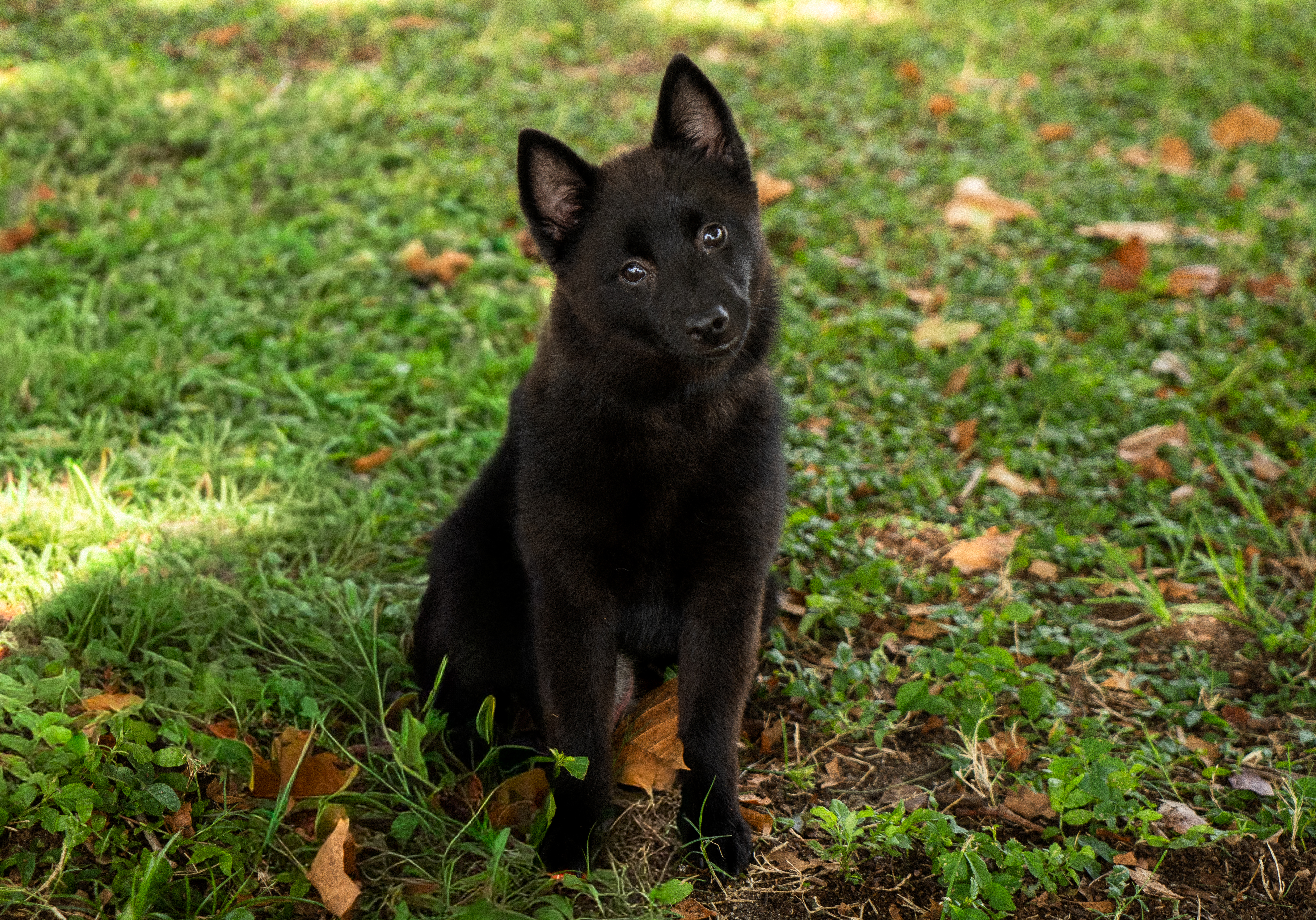 Black puppy during professional puppy training and socialization in Orlando, Florida.
