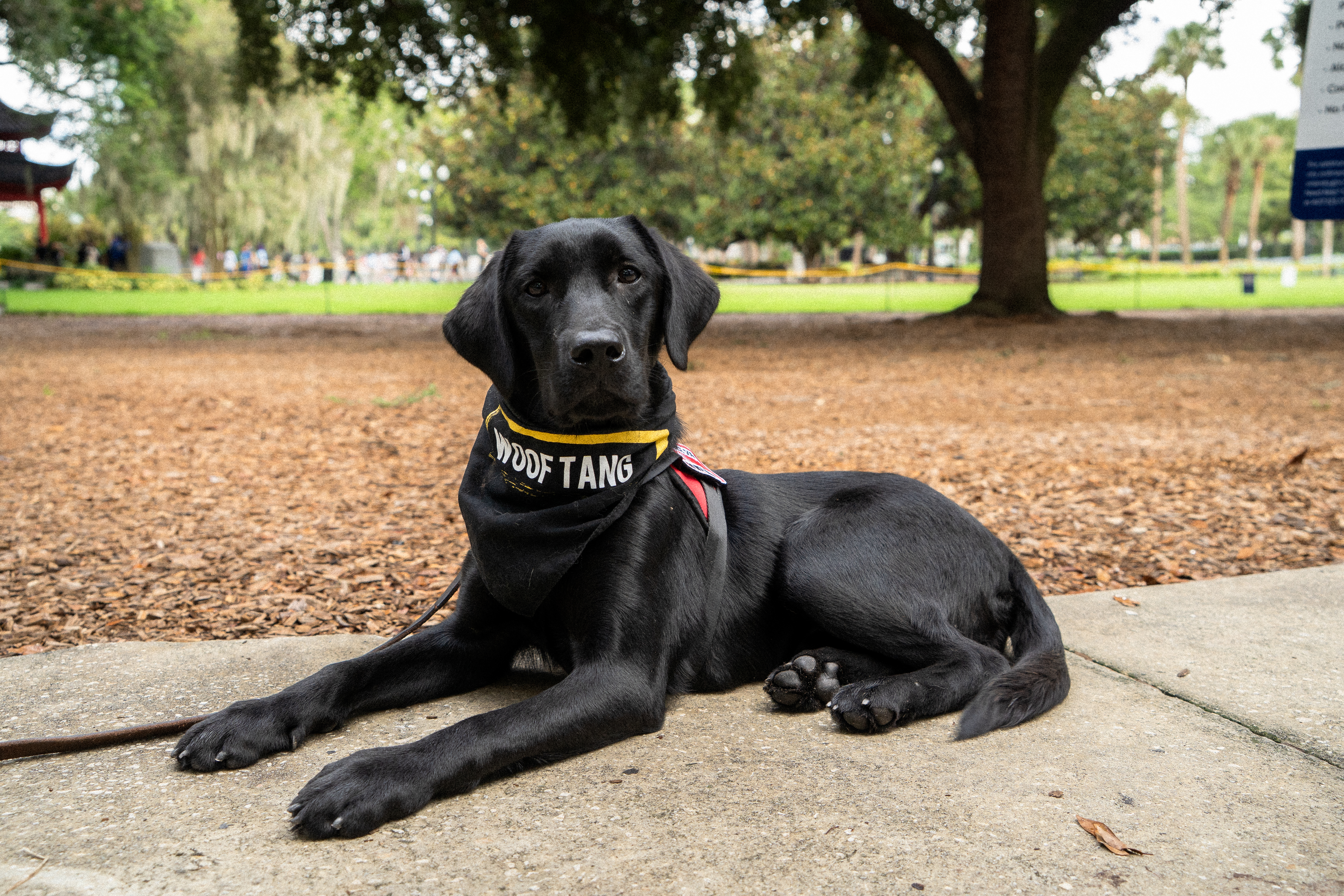 Black Lab service dog in training lying calmly in an Orlando park.
