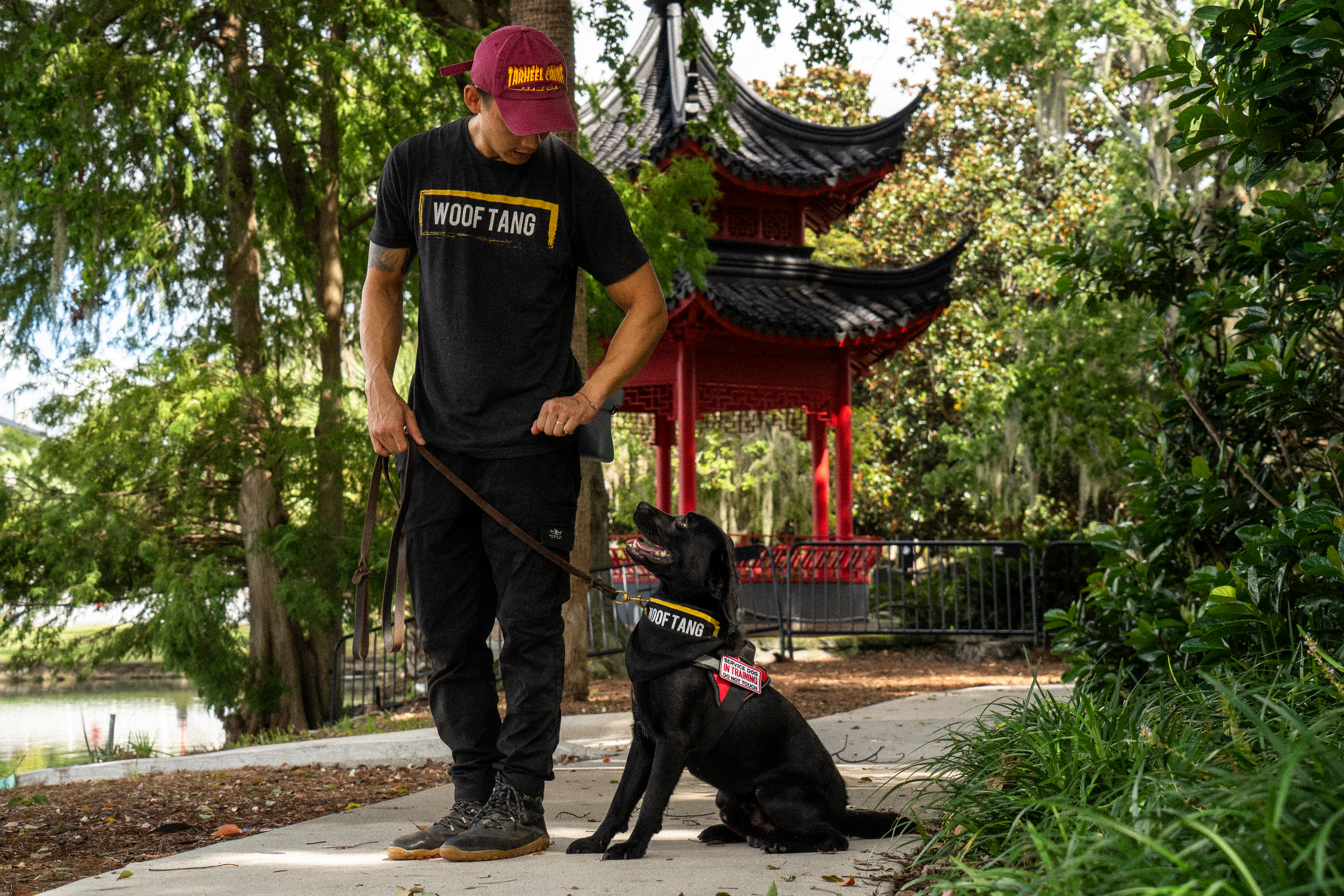 Trainer working on focus and engagement with a black Lab service dog in Orlando.
