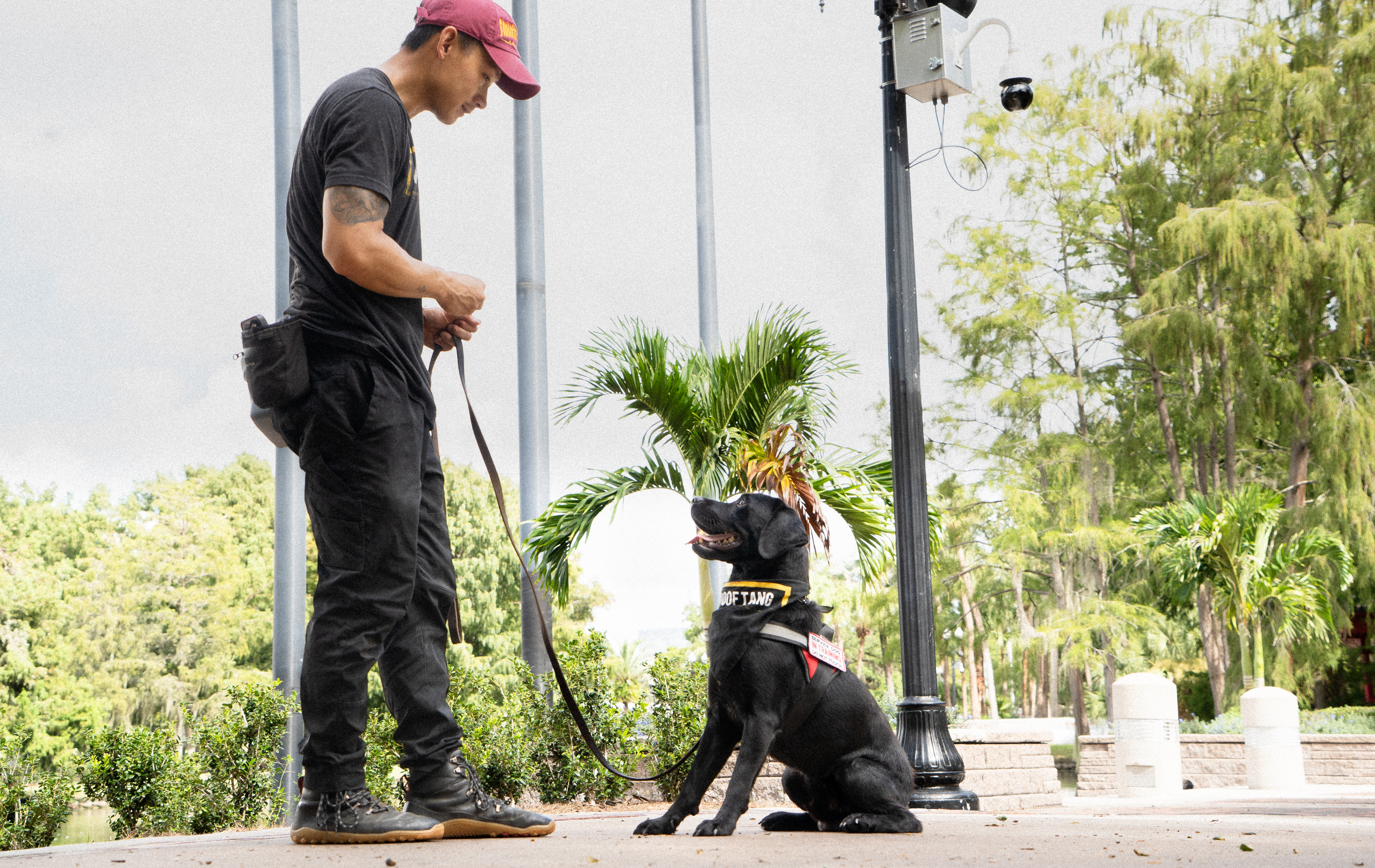 Woof Tang trainer practicing obedience with a black service dog in training in Orlando, Florida.