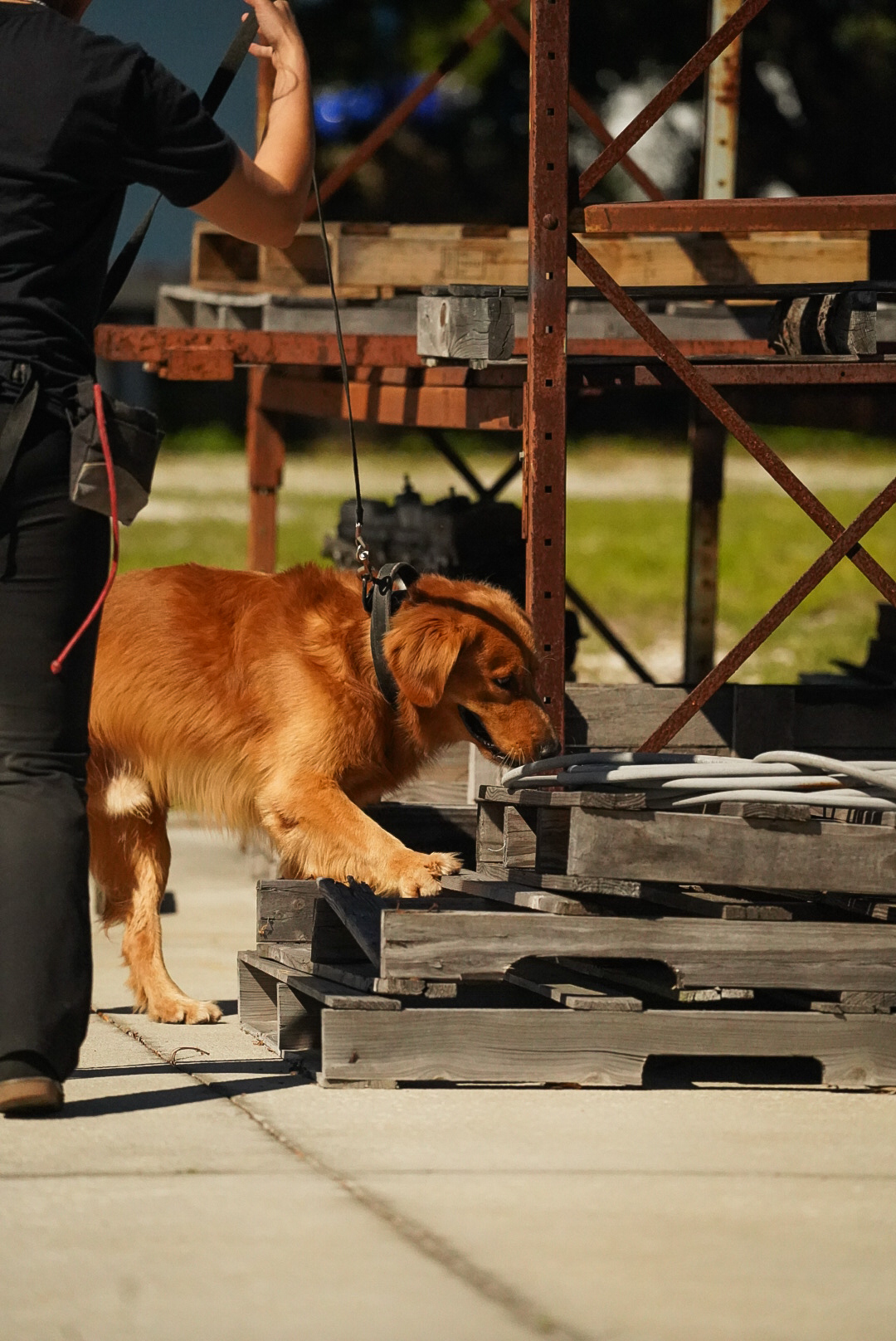 Golden Retriever searching wooden pallets during scent detection training with a handler.