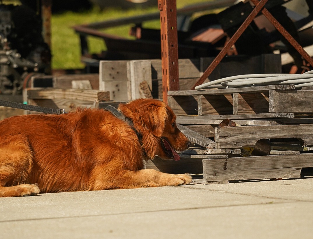 Golden Retriever practicing scent detection by searching stacked pallets during detection dog training.