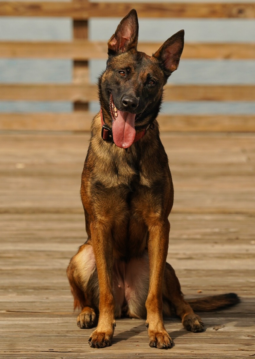 Malinois dog posing on a dock.