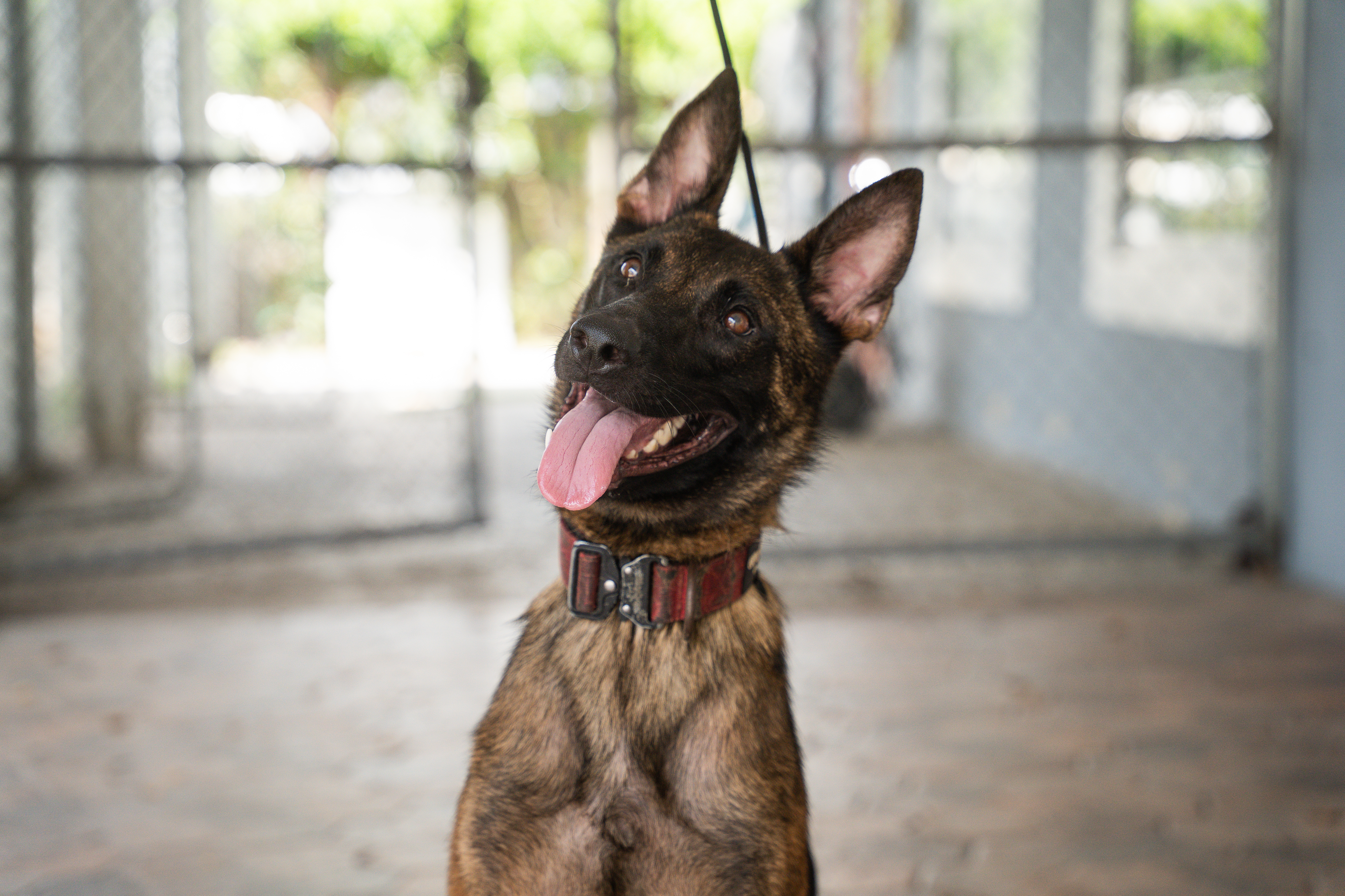 Malinois Portrait Photo