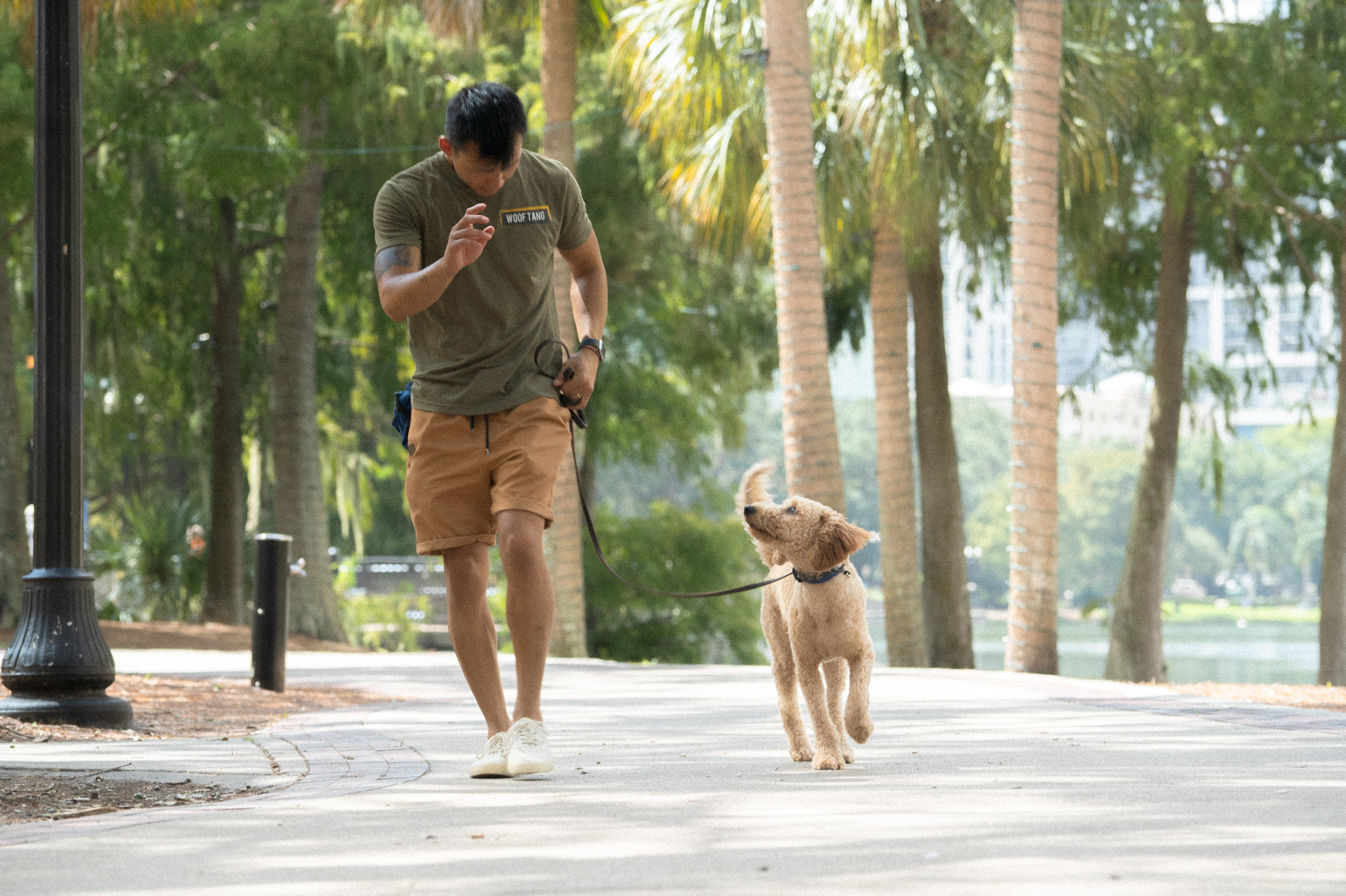 Professional dog trainer working on leash walking and handler engagement with a dog in Orlando, FL