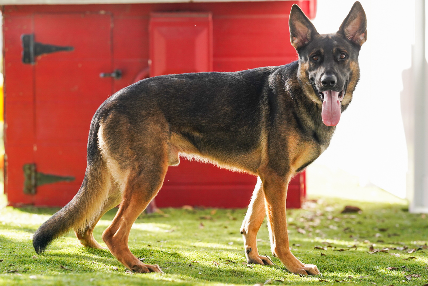 German Shepherd Standing in Orlando.