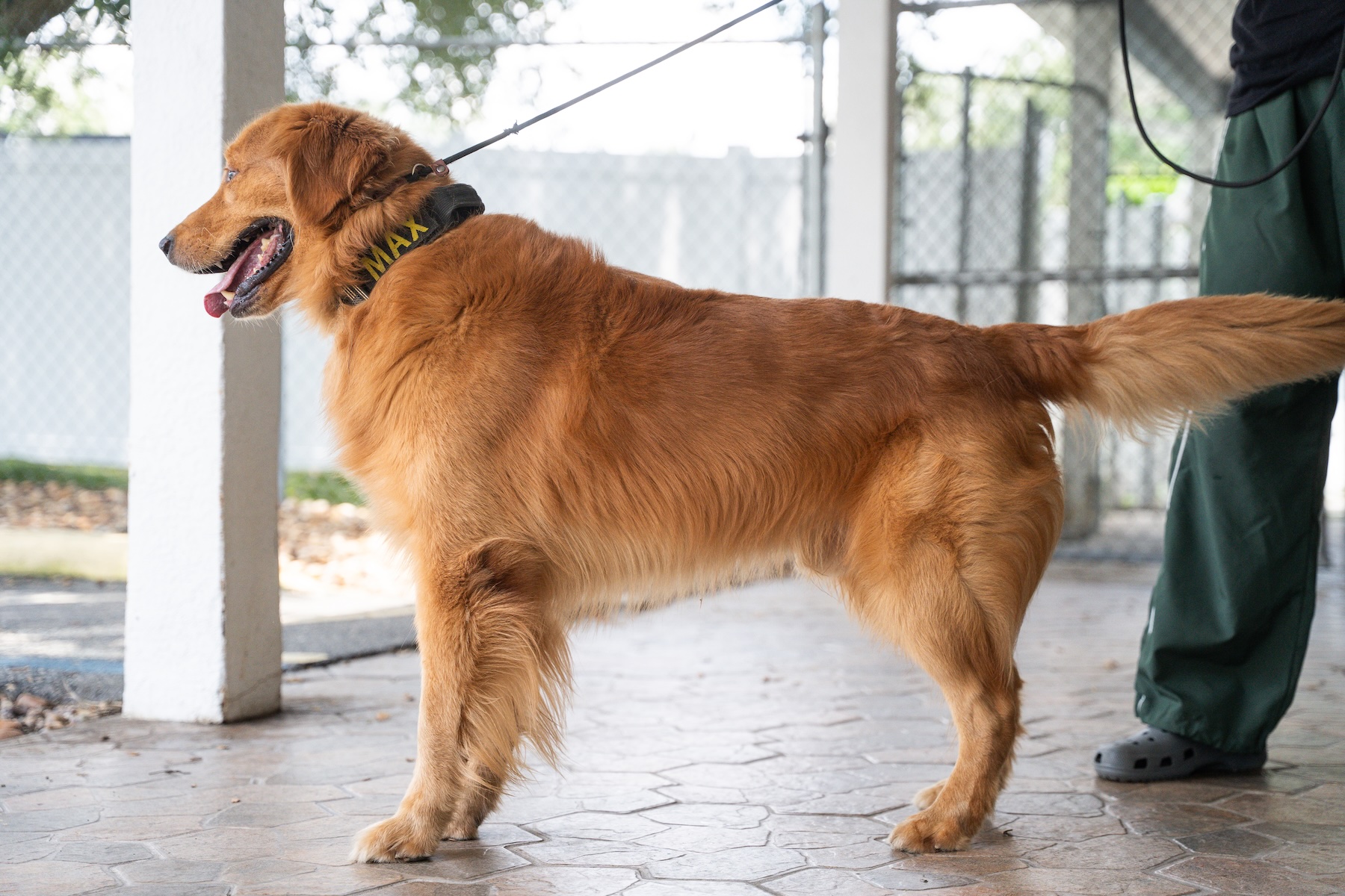 Golden Retriever standing calmly with a handler during professional dog training.