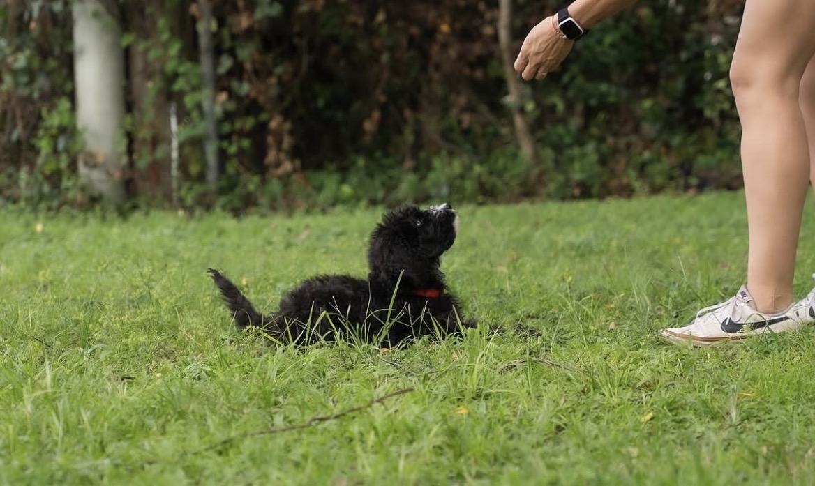 Small puppy practicing a down command and handler focus during puppy training in Orlando, FL.