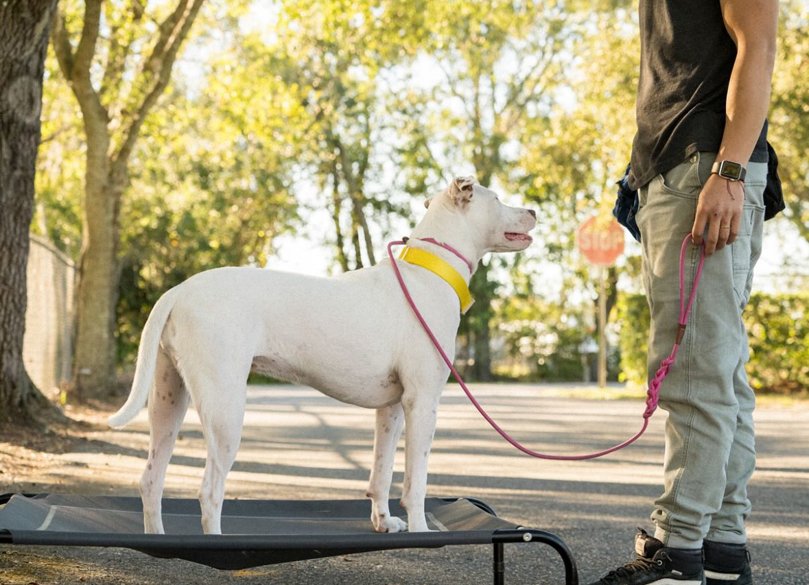 Dog practicing the place command and focusing on a trainer during an outdoor obedience training session in Orlando, FL.