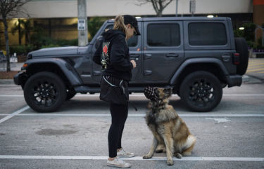 Dog trainer working with a muzzled German Shepherd during behavior modification training in Orlando, FL.