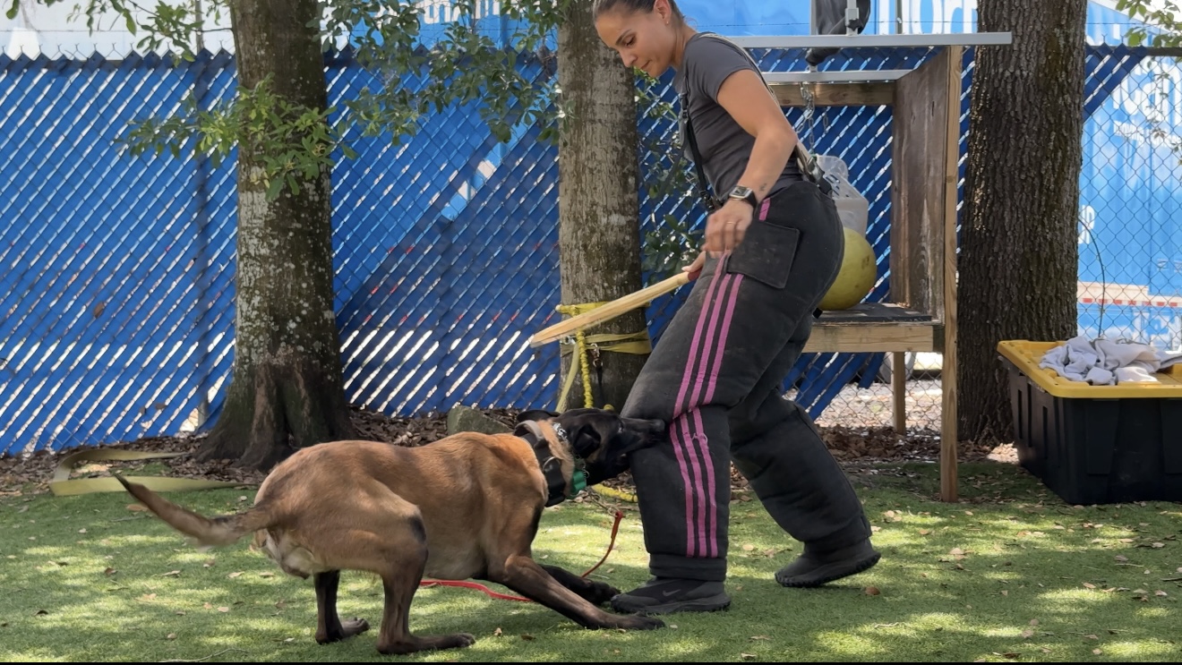 Belgian Malinois practicing controlled bitework with a professional protection dog trainer.