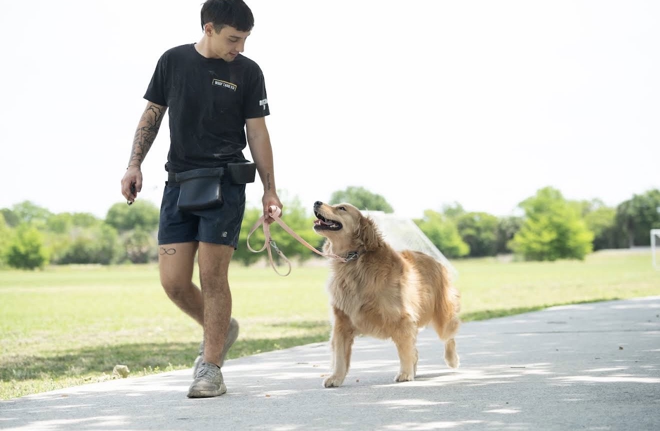 Dog trainer practicing leash walking and engagement with a Golden Retriever during basic obedience training in Orlando, FL.