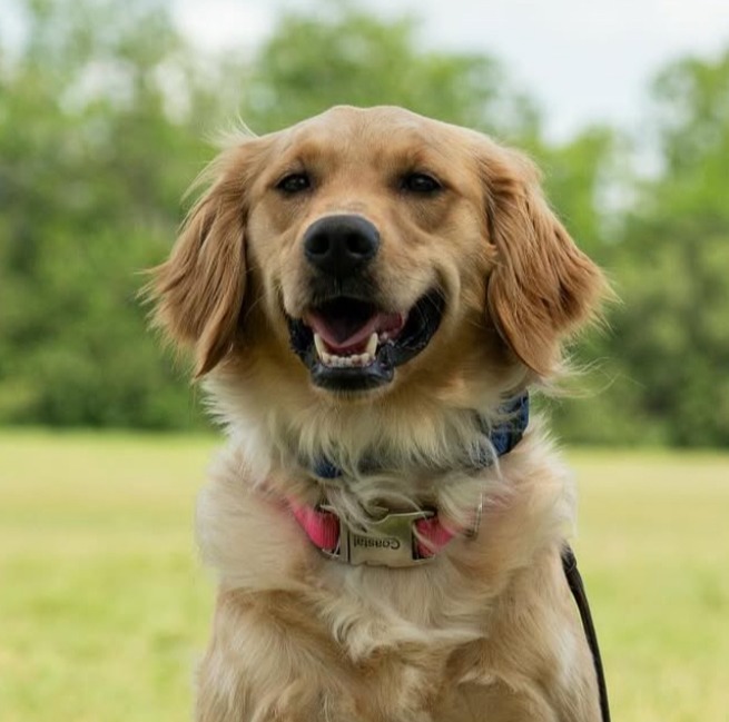 Golden Retriever practicing the place command during dog training in Orlando.