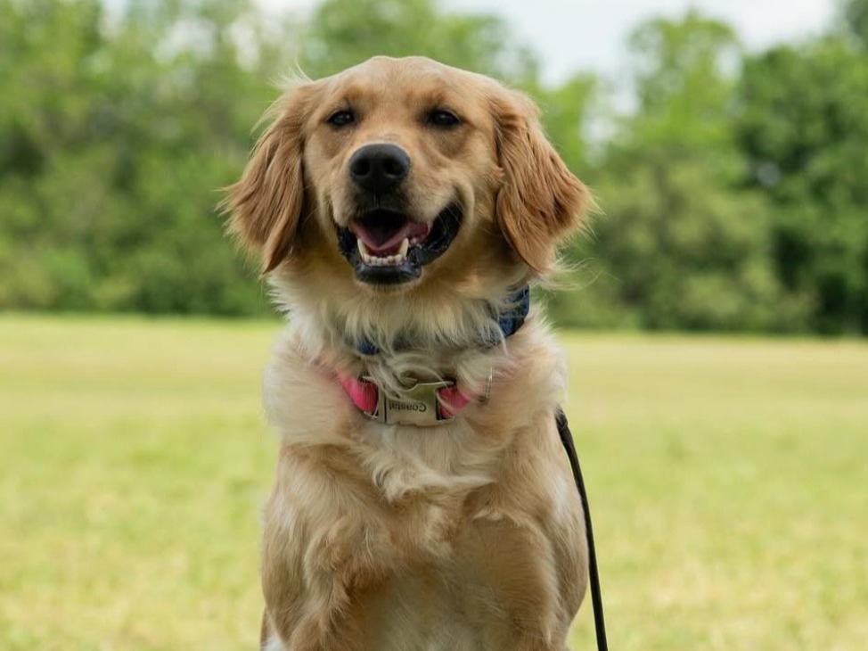 Golden Retriever service dog practicing place training on an elevated cot outdoors in Orlando, Florida.