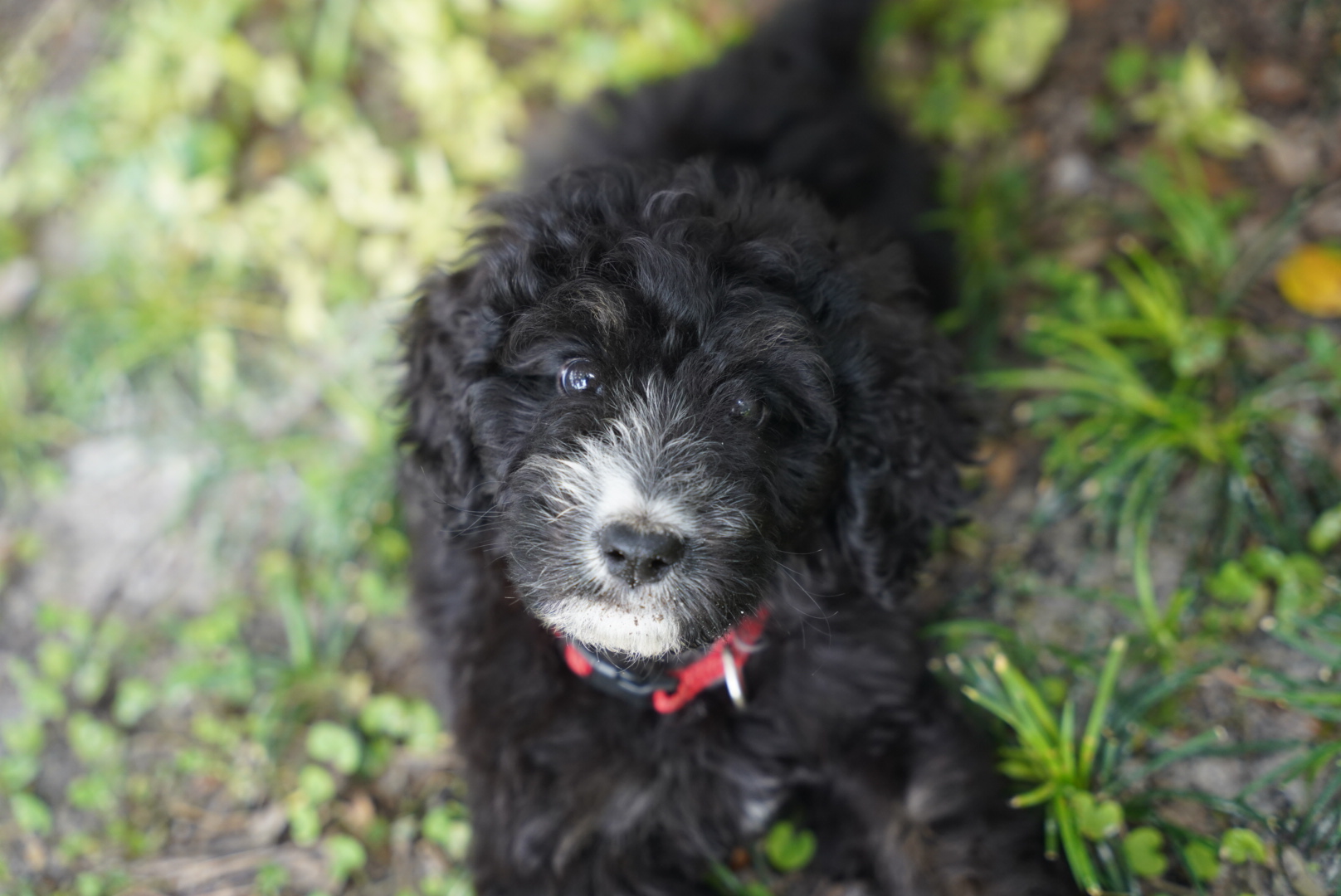 Black service dog puppy in training outdoors for Woof Tang K9 in Orlando.