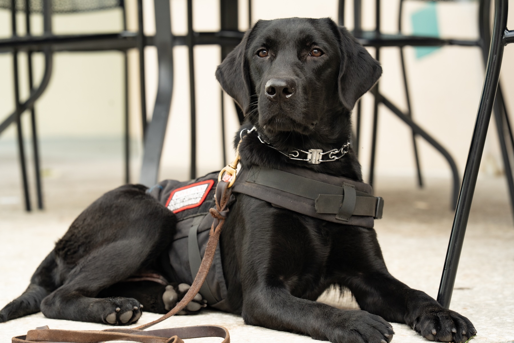 Black Labrador service dog in training wearing a Woof Tang K9 vest during public access training in Orlando, Florida.