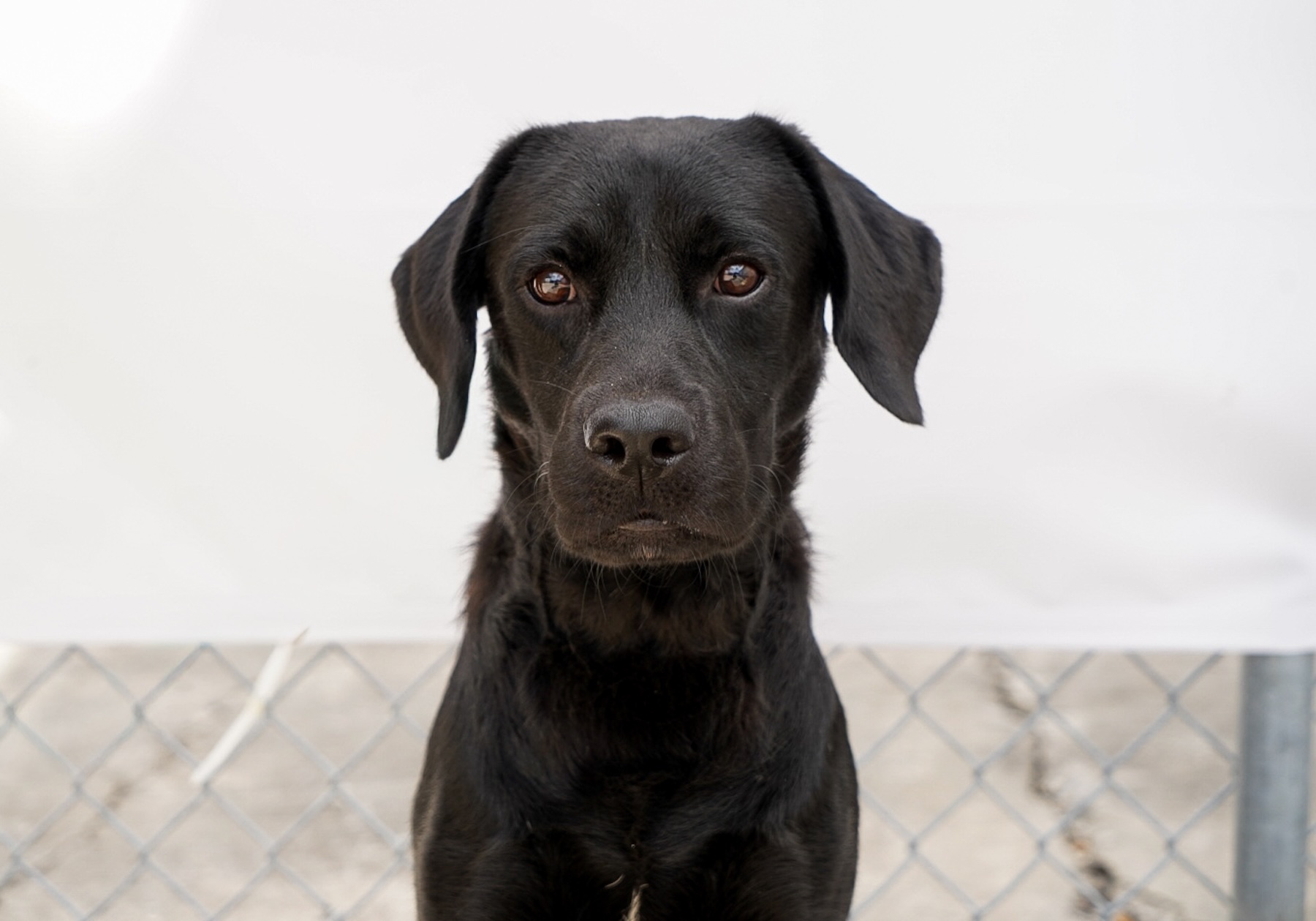 Black Labrador retriever portrait at Woof Tang K9 dog training in Orlando, Florida.